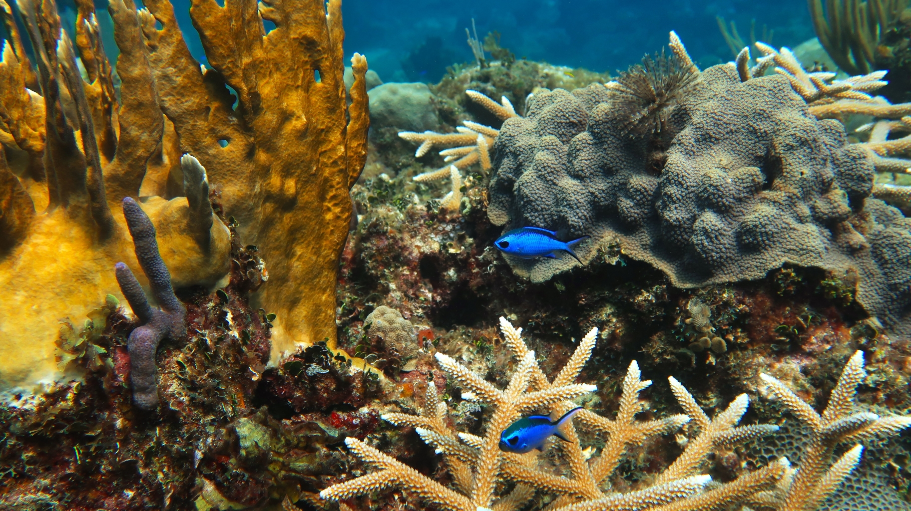 Beginner scuba diving Varadero