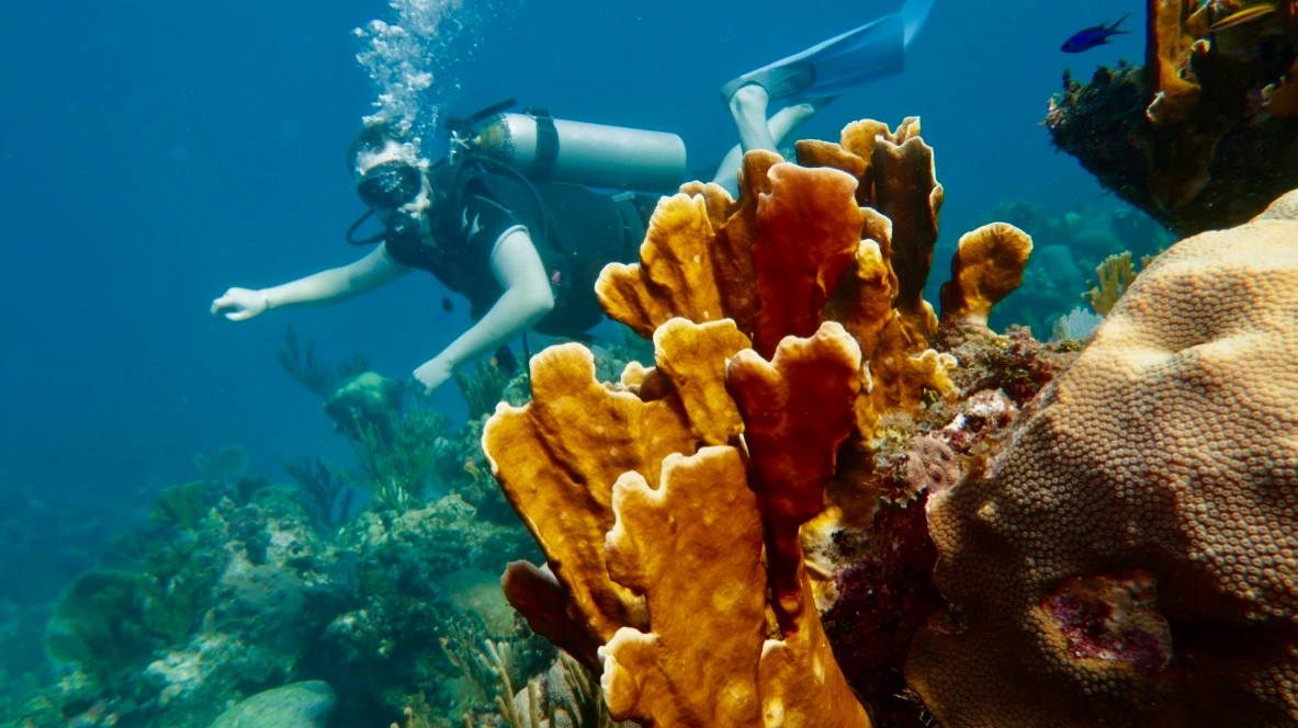 Diver exploring the reef at Puerto Escondido near Varadero