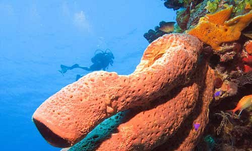 Marvellous giant sponge in a wall dive immersion Bay of Pigs, Cuba