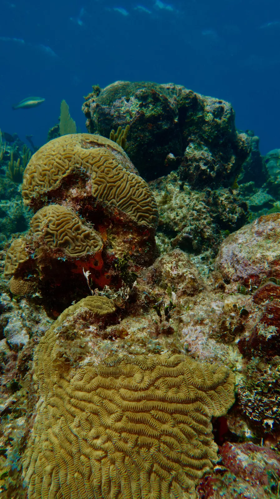 Coral reef and marine life in Varadero and Matanzas,Cuba