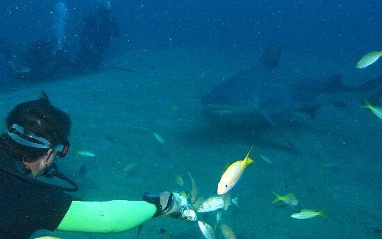 Bull shark during a diving experience in Santa Lucía, Cuba