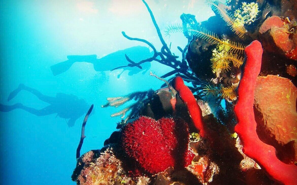 Diver exploring coral gardens at Punta Sabanilla dive site, Matanzas