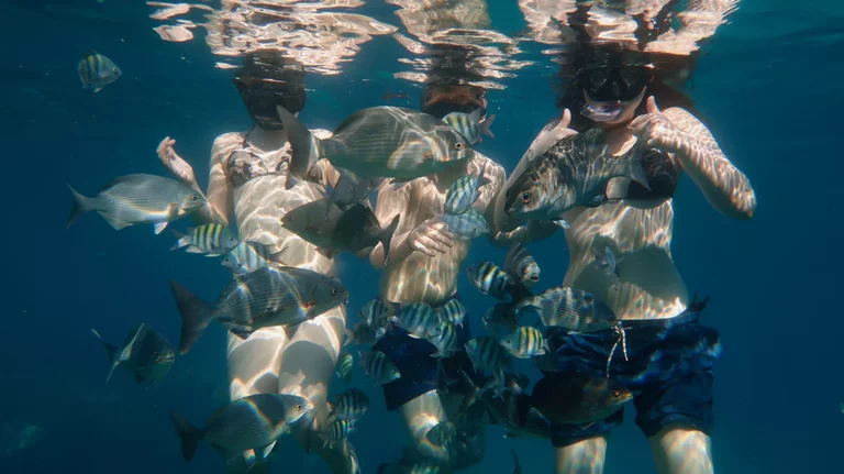 Snorkeling with school of fish in Cuba coral reef