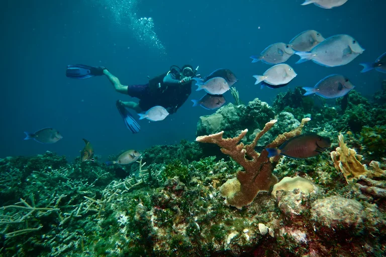 Diver exploring coral reef with fish in Varadero