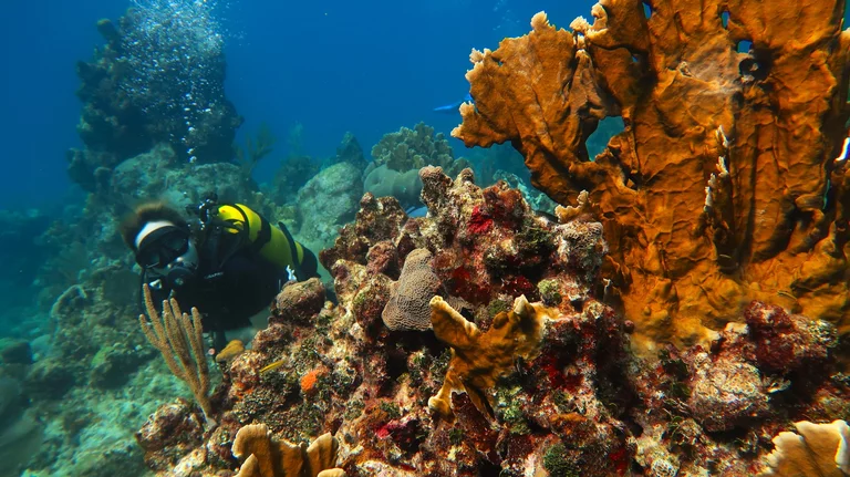 Guided reef dive Varadero