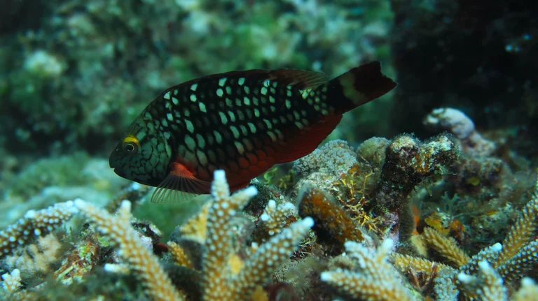 “Parrotfish feeding on coral in Playa Coral, Varadero”