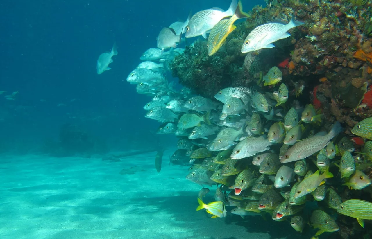 Banc de poissons tropicaux colorés à Varadero, Cuba