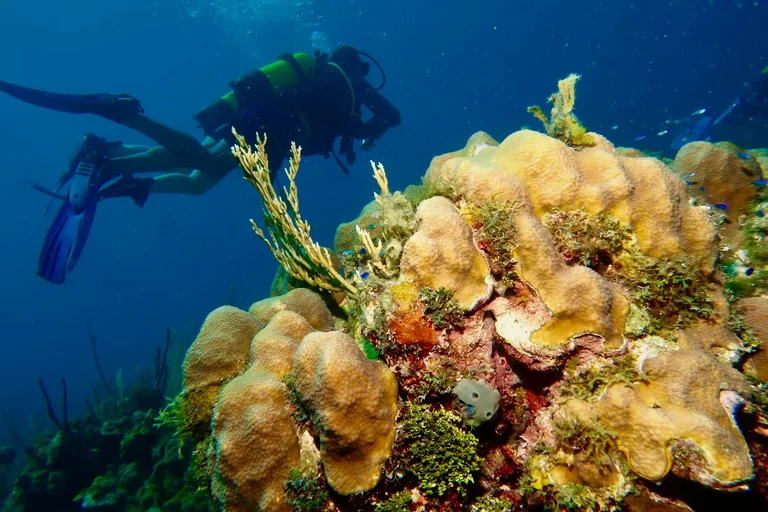 Diver exploring coral reef with fish in Varadero