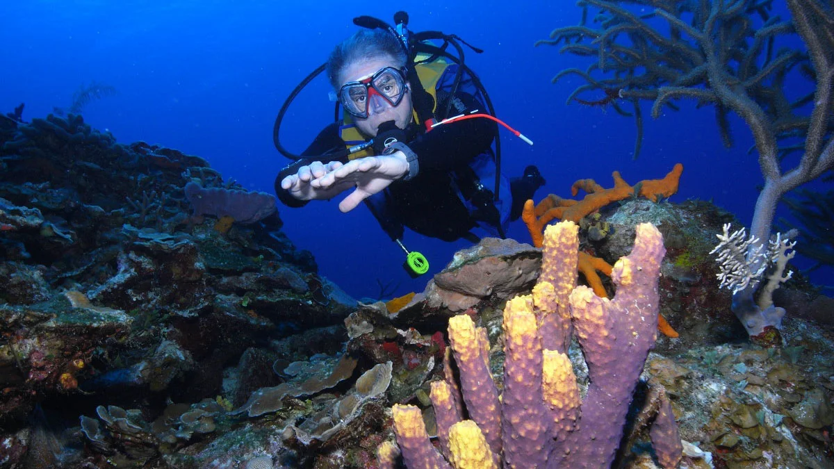 “Scuba diver swimming past colorful coral colonies”
