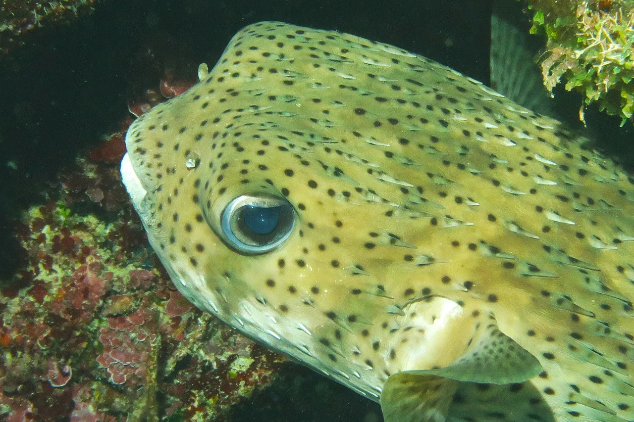 “Close-up of popup fish in Coral beach anemone, Varadero”
