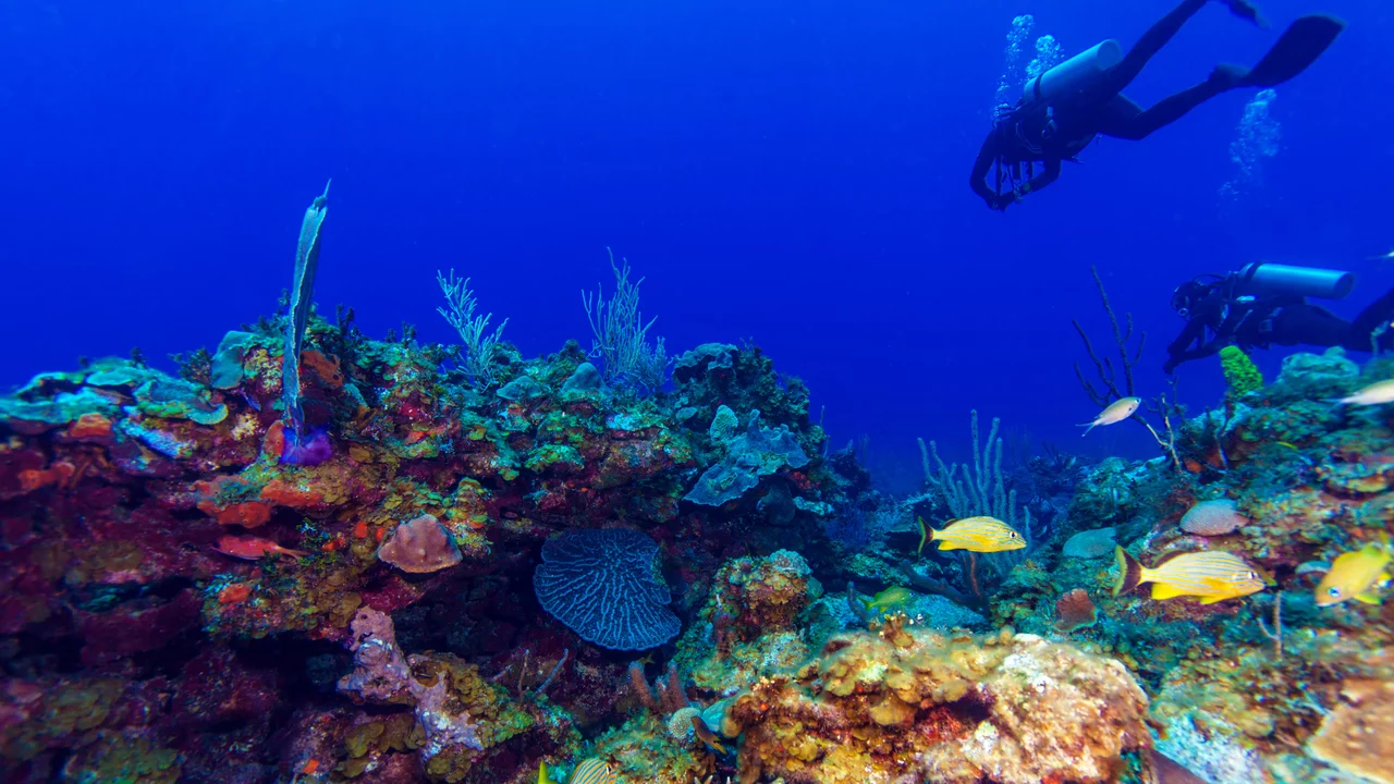 Tropical reef diver seeing fish in Varadero, Cuba