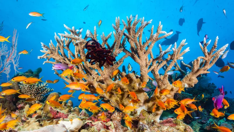 “Bunch of colorful Caribbean reef fish at Coral Beach”