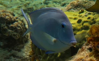 “Doctor fish swimming above barrier reef in Cuba”