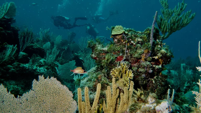 Small group scuba diving with guide over reef in Bacunayagua Cuba