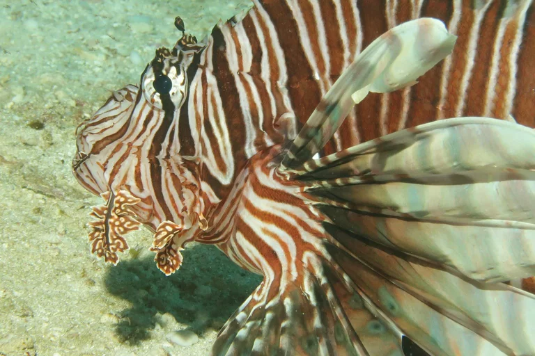 Poisson-lion parmi les coraux à Varadero