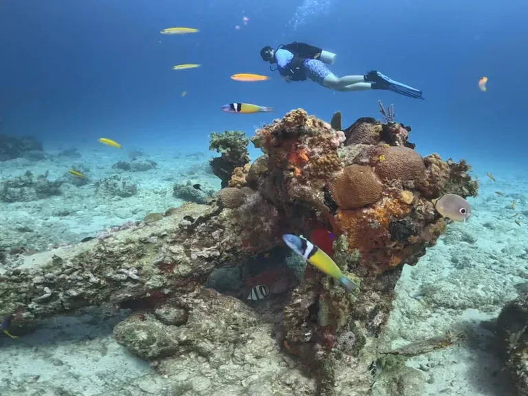“Underwater photography of Damuji wreck reef life”