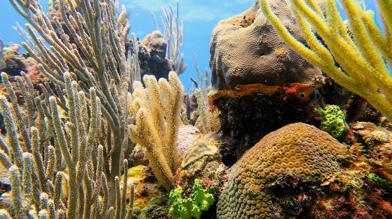 “Colorful corals and reef fish at Puerto Escondido, Matanzas”