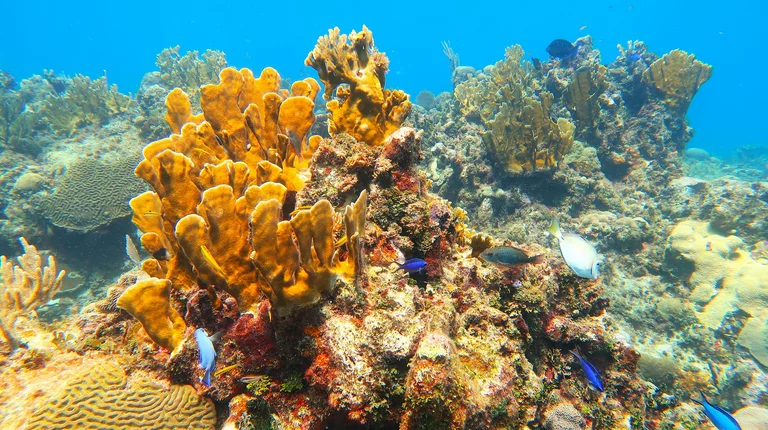 Snorkeling in Varadero Cuba at Playa Coral reef