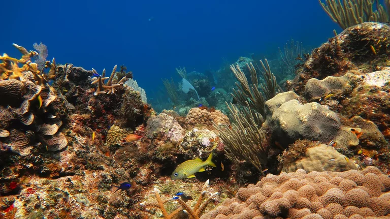 Eau turquoise et récif corallien de Varadero