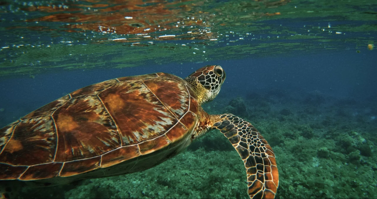 Turtle inTropical reef, Varadero, Cuba