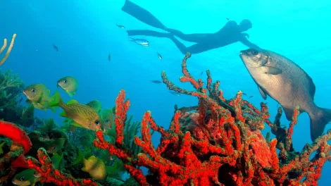 Snorkeling view of tropical fish and coral gardens
