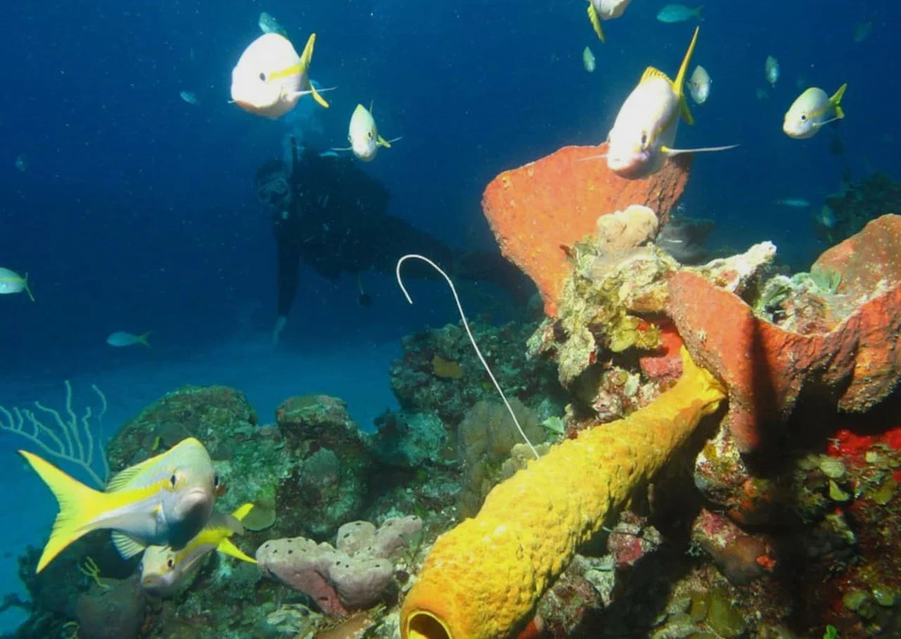 Tropical reef wall dive in Matanzas, Cuba