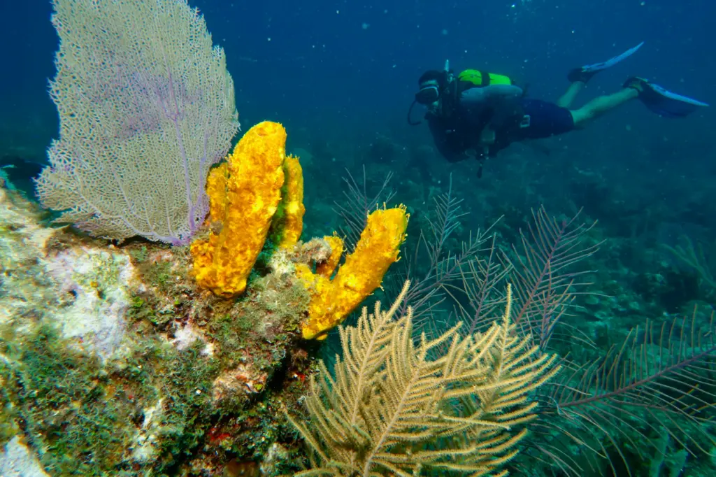 Scuba diver surrounded by marine life on a reef in Varadero Cuba