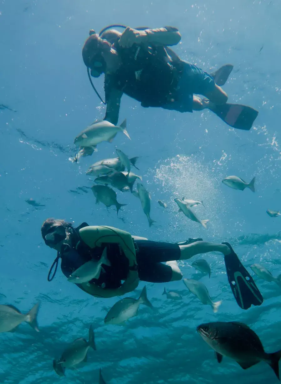 Scuba diving Varadero Cuba with two divers surrounded by tropical fish looking looking up to the surfacein clear water