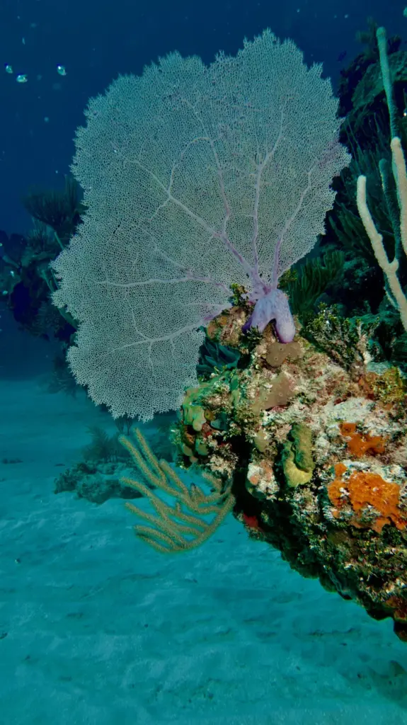 Sea fan and coral colony on a reef in Varadero Cuba