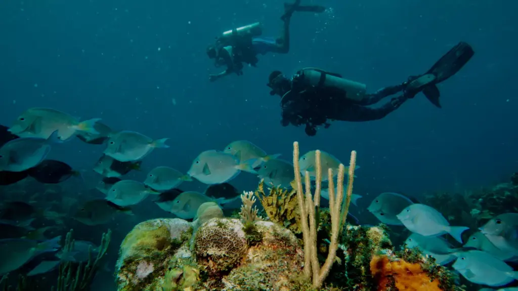 Scuba diving over coral reef in Varadero Cuba with two divers and school of tropical fish
