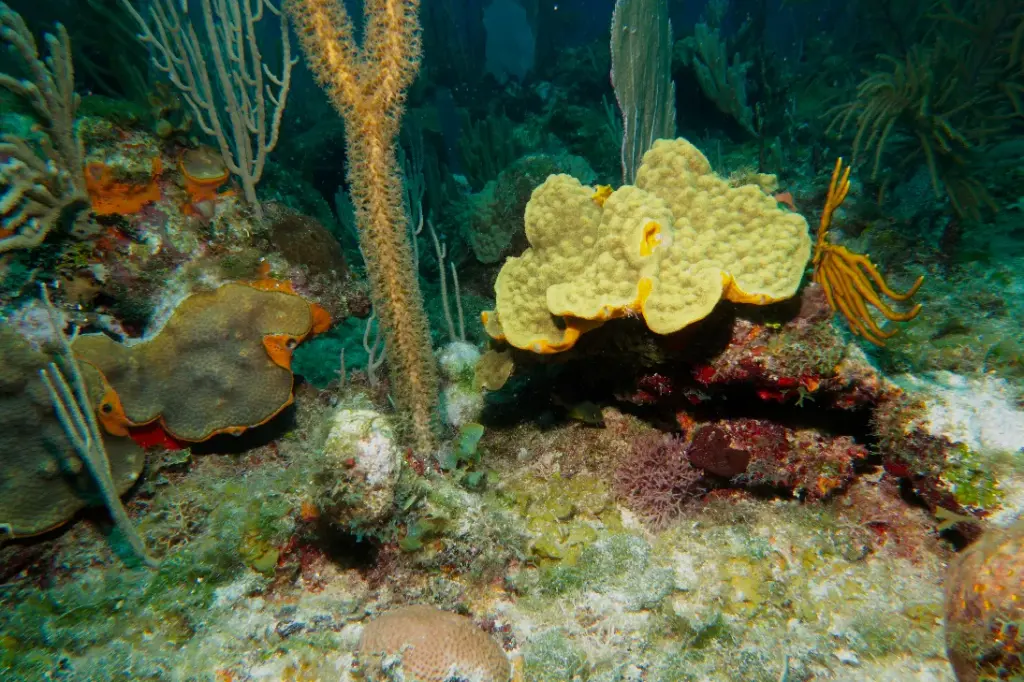 Hard coral colony growing on a reef in Cuba