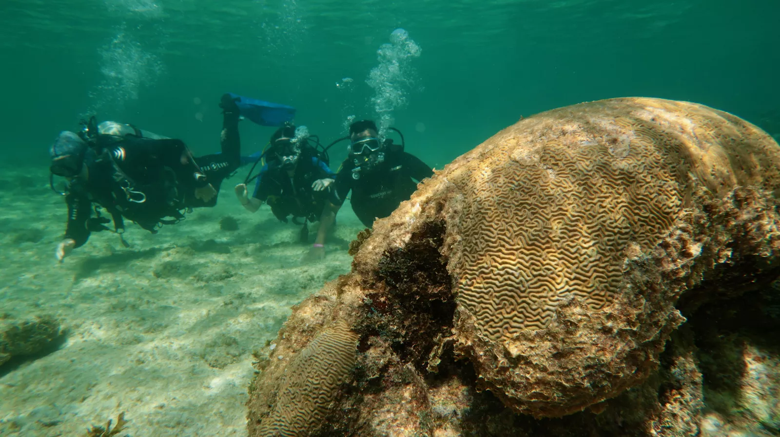 instructor guiding couple of divers in shallow water during discover scuba experince in coral beach