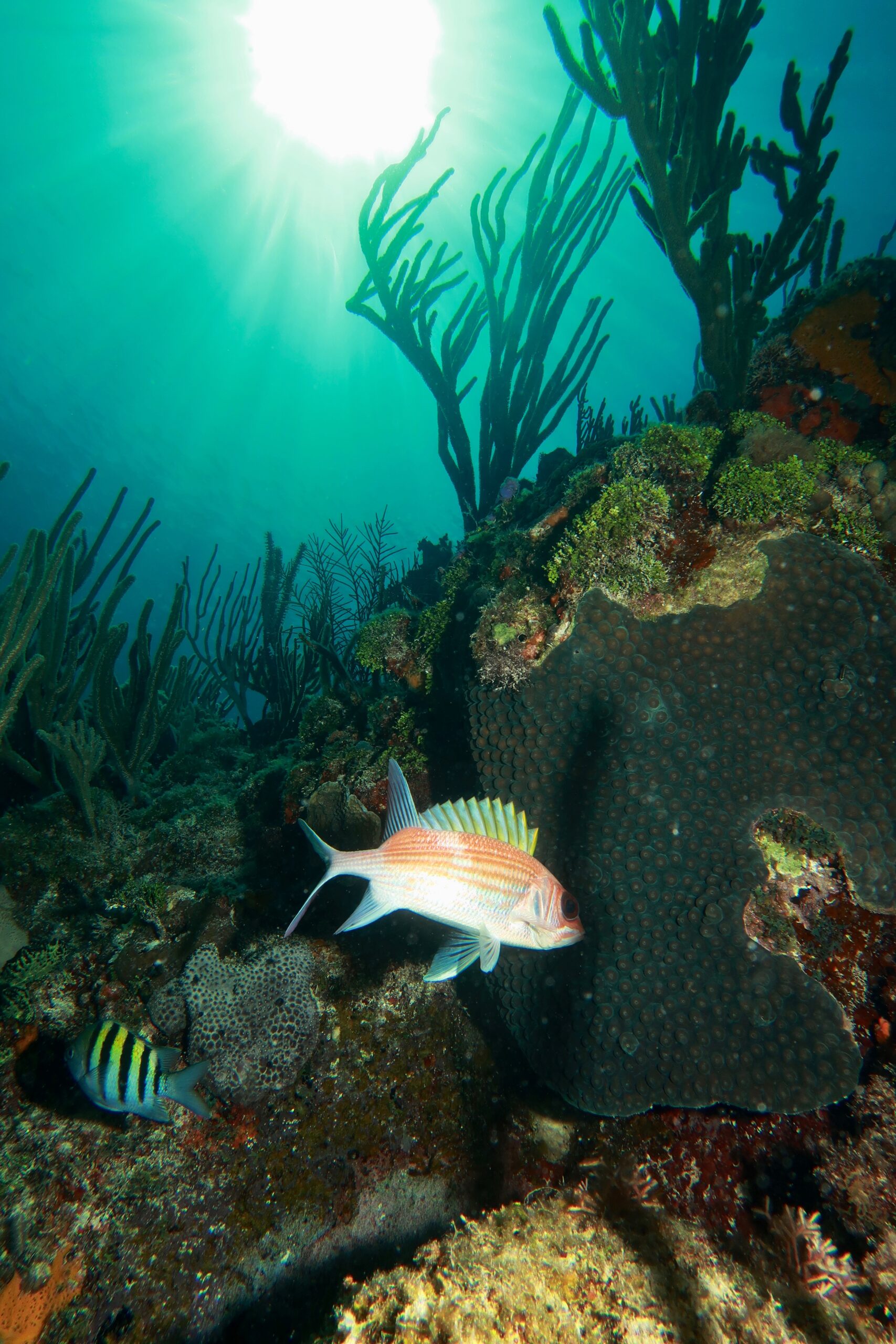 Colorful tropical fish seen during Open Water training dives