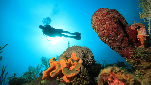 Scuba diver responsibly exploring Wreck and coral reef with eco-friendly diving practices in Cuba.