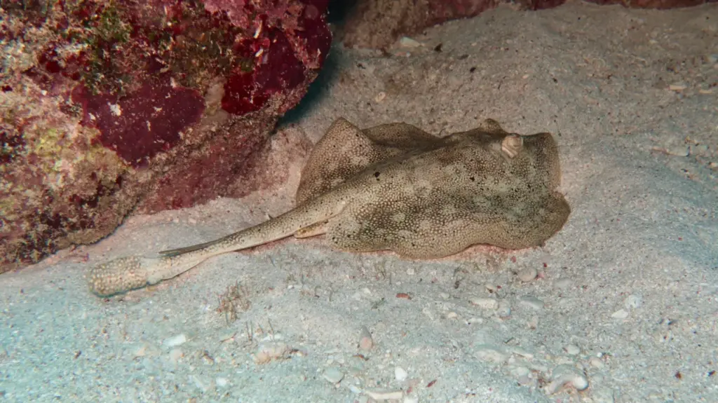 Stingray swimming over the reef in Varadero Cuba
