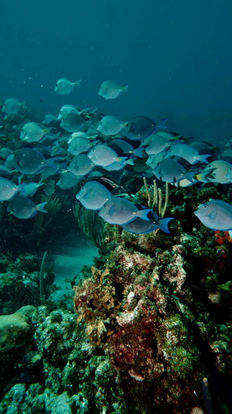 School of fish enjoyed during discover scuba diving inmersion