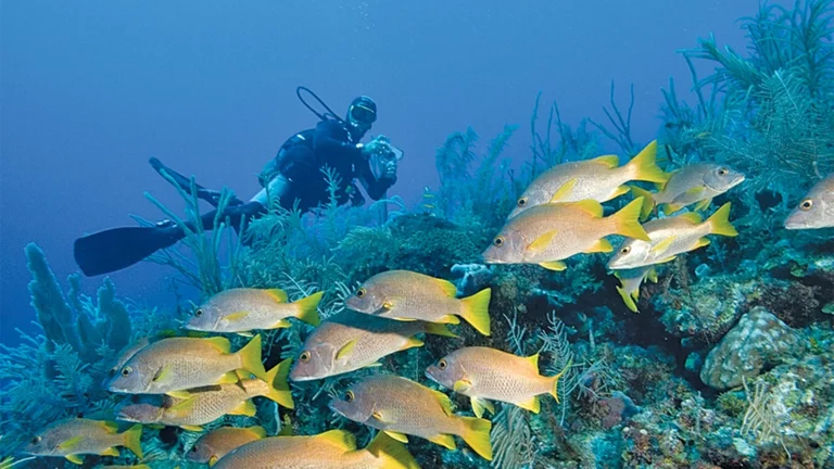 Diver maintaining neutral buoyancy above a coral reef