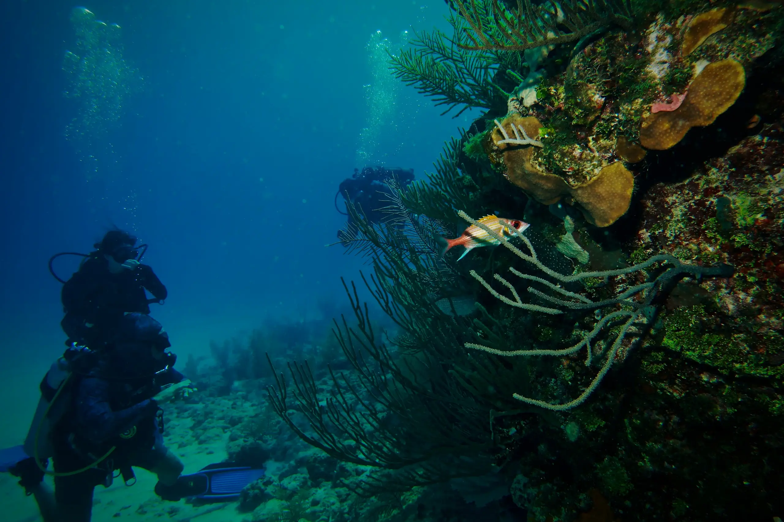 Coral reef formation at the Damuji wreck near Varadero, Cuba