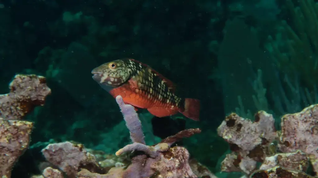 Parrotfish feeding on a coral reef in Varadero Cuba