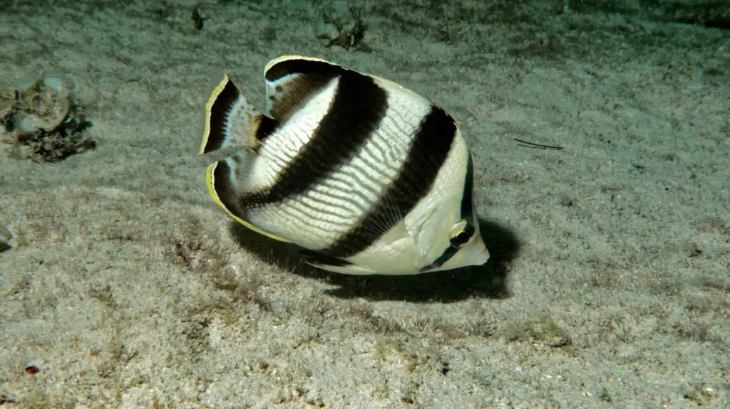 Tropical Butterflyfish swimming through a coral reef in Cuba