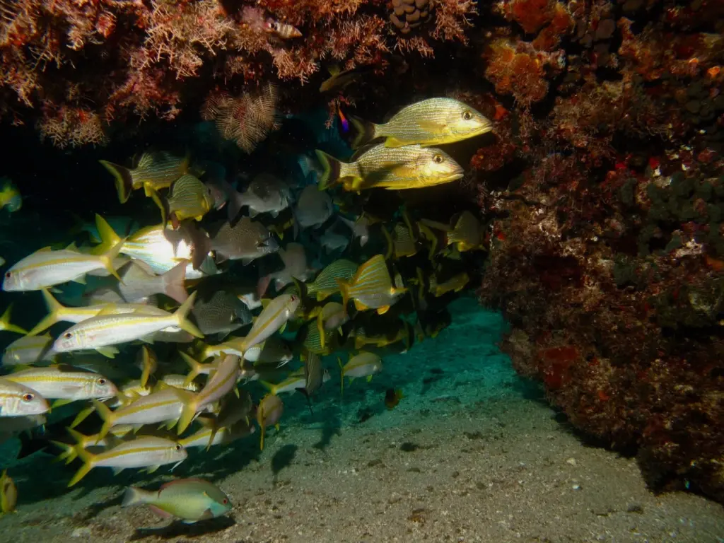 Colorful tropical fish you can see during Open Water training dives