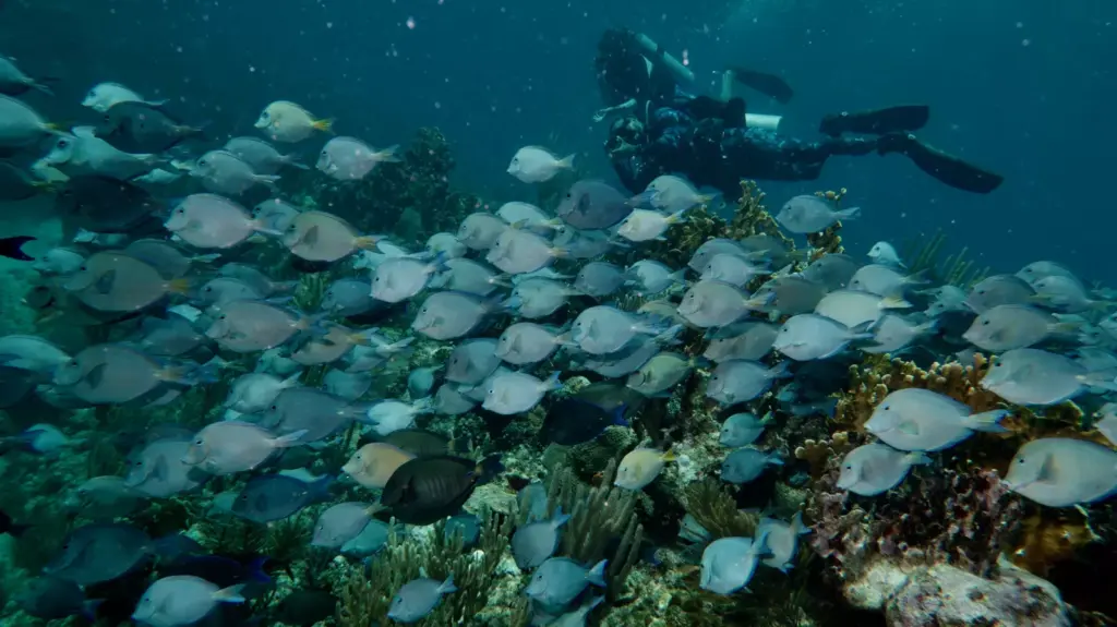 Scuba diver exploring a coral reef in Matanzas Cuba