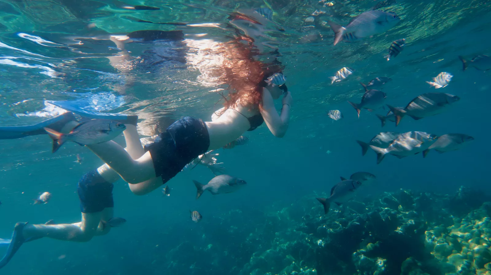 Snorkeler swimming in between school of fish during snorkeling in Varadero, Cuba
