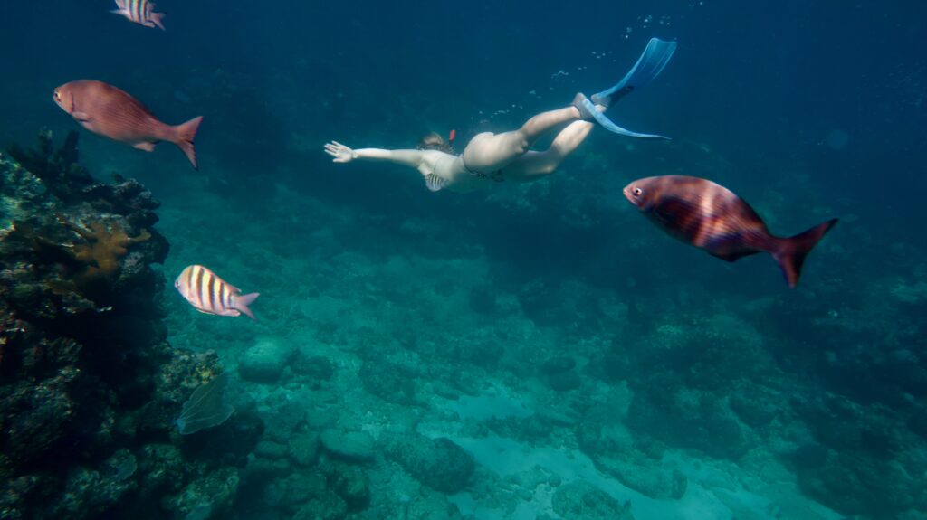 Scuba Vida Varadero snorkeling tour - Snorkeler observing coral reef and tropical fish in Varadero Cuba