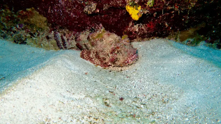 tropical-fish-close-up-coral-reef-cuba-01
