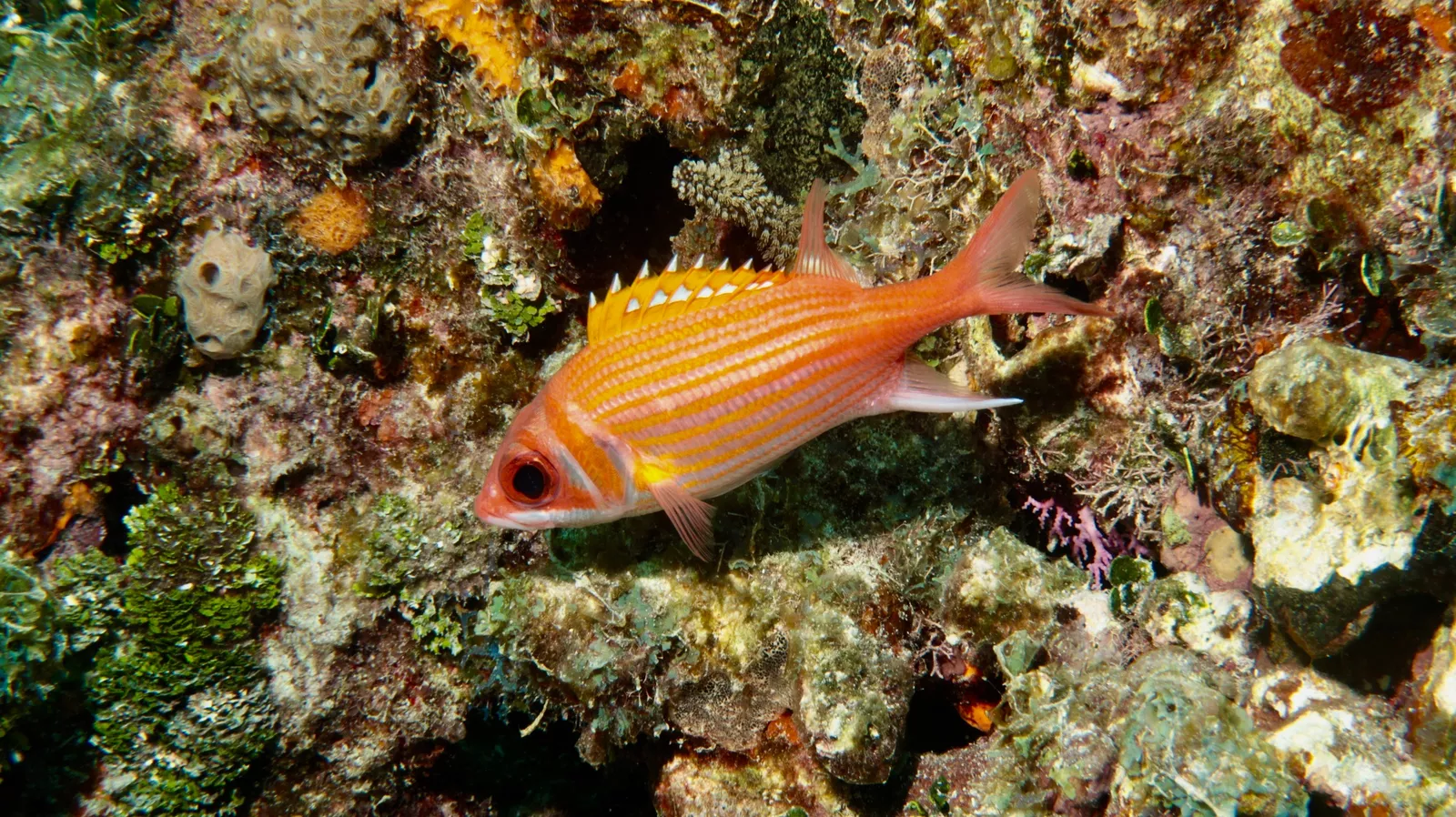 Candle fish swimming over coral reef around Damuji wreck