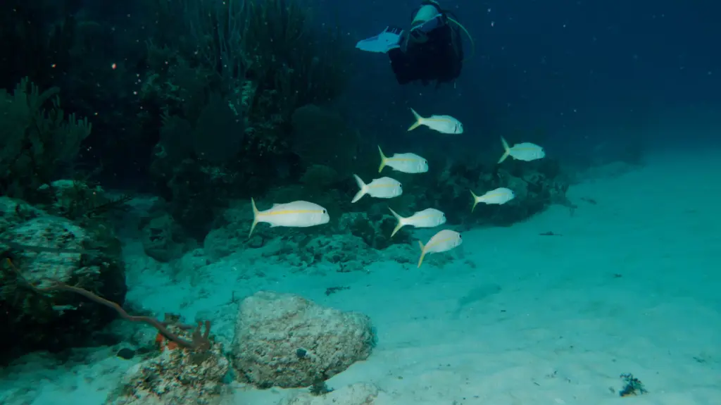 Scuba diver exploring the coral reef at the Damuji wreck near Varadero