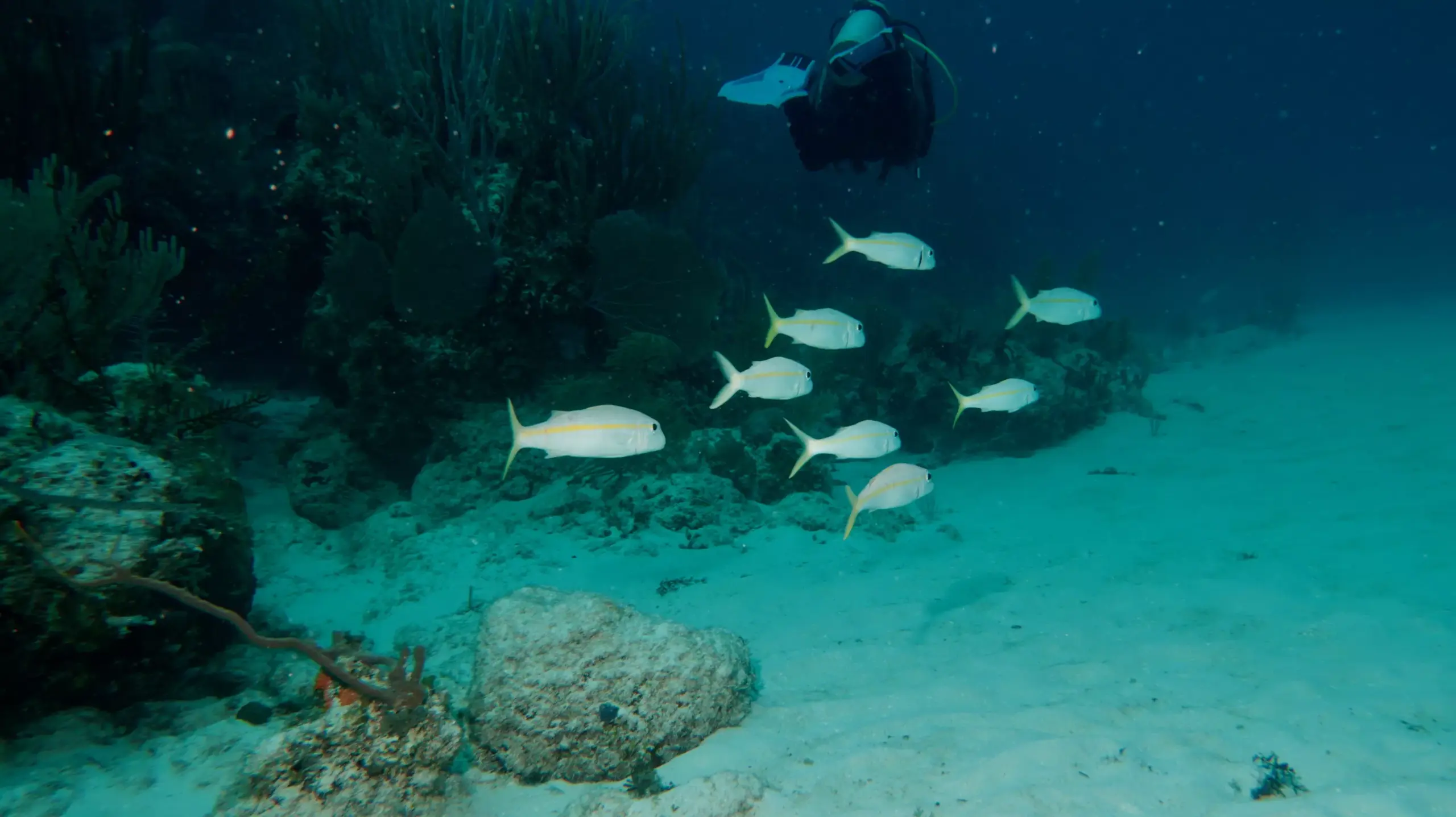 Scuba diver exploring the coral reef at the Damuji wreck near Varadero
