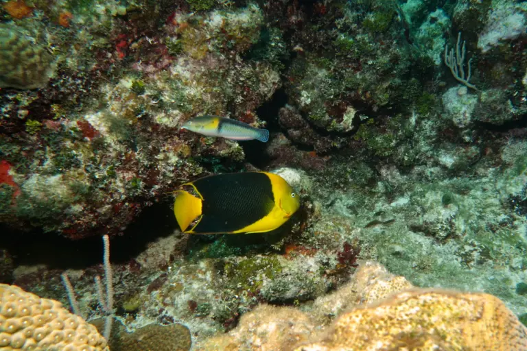 beginner-exploring-reef-dicovery-diving