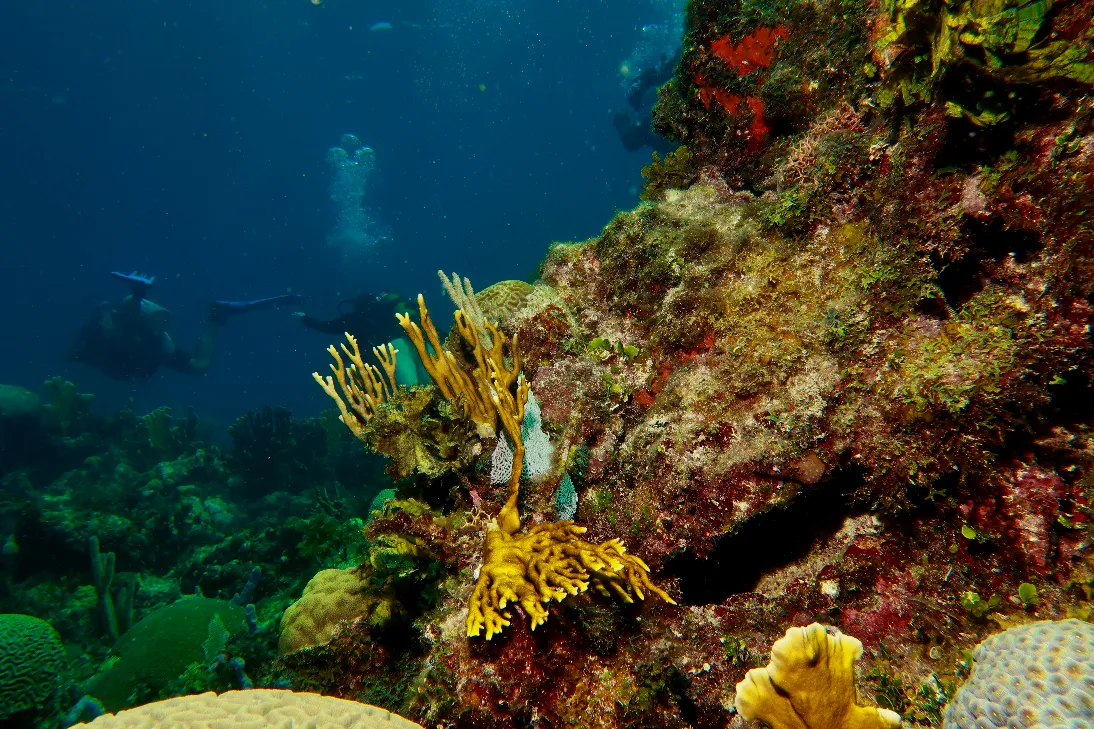 Exploring reef during course in Varadero Cuba